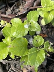 Clinopodium douglasii