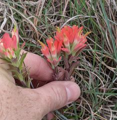 Castilleja lindheimeri