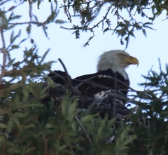 Haliaeetus leucocephalus