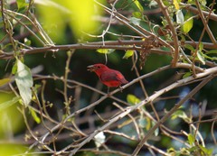 Piranga rubra