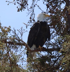 Haliaeetus leucocephalus