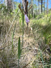 Cleistesiopsis oricamporum