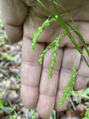 Carex oxylepis pubescens