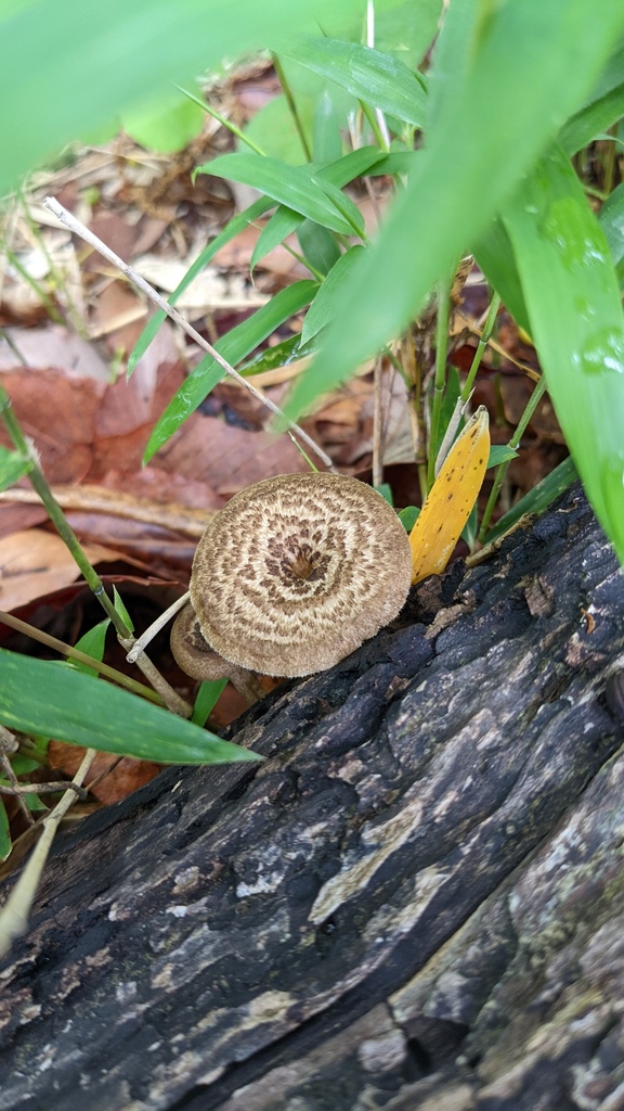 Lentinus arcularius · May 2022 · photo: © atsushi_nakajima_cirque (iNaturalist, cc-by)