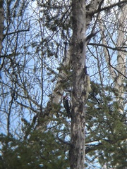 Sphyrapicus nuchalis