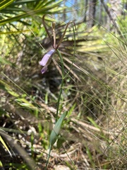 Cleistesiopsis oricamporum