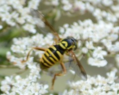Spilomyia