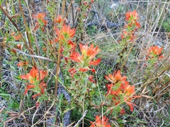 Castilleja lindheimeri