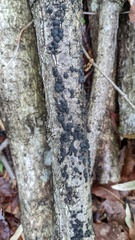 Annulohypoxylon truncatum