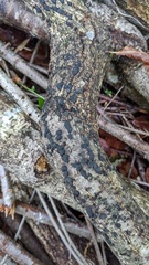 Annulohypoxylon truncatum