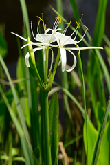 Hymenocallis crassifolia