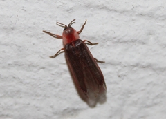 Microphotus angustus