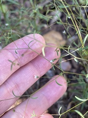 Hesperolinon micranthum