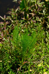 Ptilimnium ahlesii