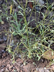 Hesperolinon micranthum