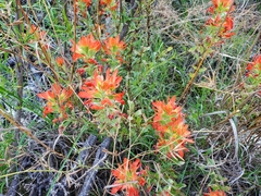 Castilleja lindheimeri