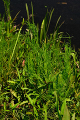 Ptilimnium ahlesii