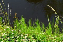 Ptilimnium ahlesii