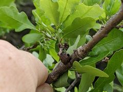 Disholcaspis pattersoni