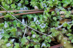 Nemophila spatulata
