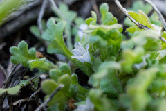 Nemophila spatulata