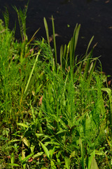 Ptilimnium ahlesii