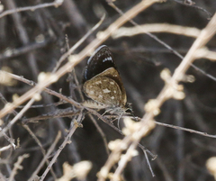 Hesperopsis libya