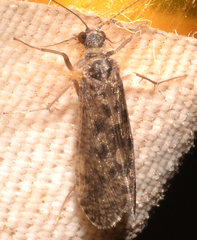 Hydropsyche bronta