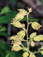 Heuchera