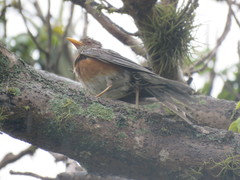 Turdus rufopalliatus