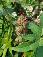 Ricinus communis