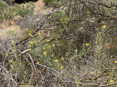 Erysimum capitatum angustatum