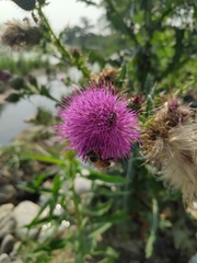 Cirsium