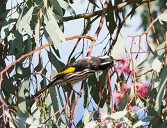 Phylidonyris novaehollandiae