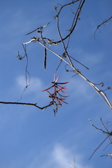 Erythrina lanata