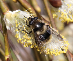 Criorhina kincaidi