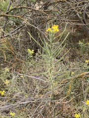 Erysimum capitatum angustatum