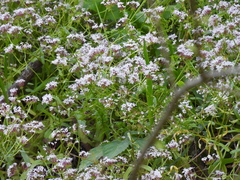 Valerianella ozarkana