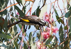 Phylidonyris novaehollandiae