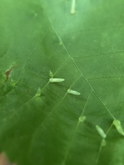 Caryomyia striolata
