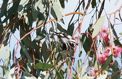 Phylidonyris novaehollandiae