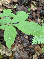 Caryomyia striolata