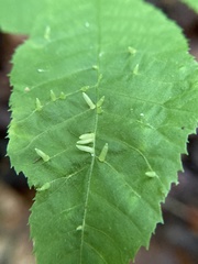 Caryomyia striolata