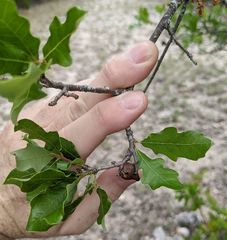 Disholcaspis pattersoni