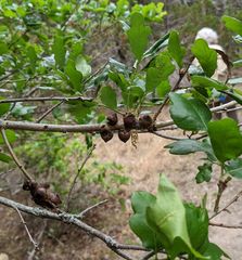 Disholcaspis pattersoni