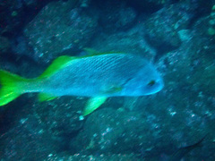 Anisotremus espinozai