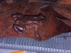 Atelopus ignescens