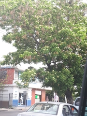 Magnoliopsida