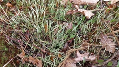 Cladonia rei