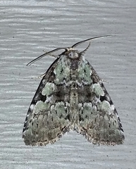 Leuconycta lepidula